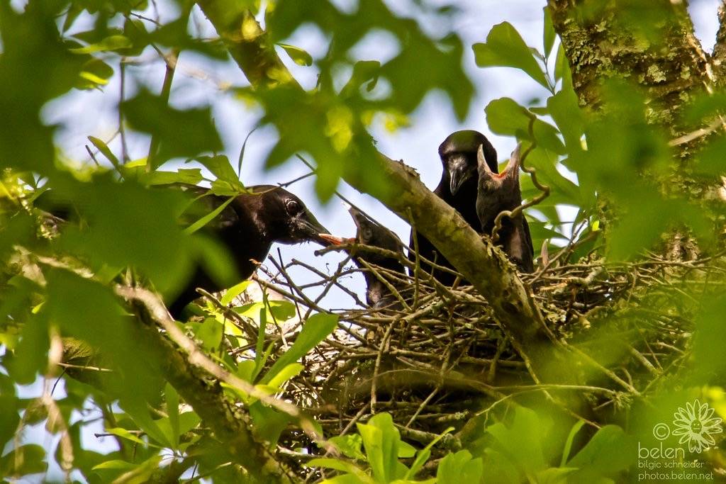 Active American Crow Babies Getting Fed by wanderinggrrl is licensed under CC BY-NC-SA 2.0